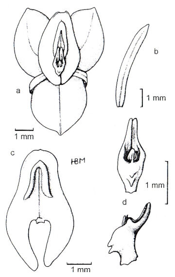 Crepidium diploceras