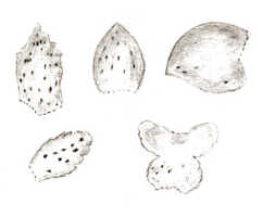 Oberonia torana: Oberonia torana J.J.Sm., floral analysis, drawing J.J. Smith, based on Gjellerup 912
