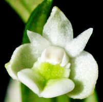 Dendrobium chionanthum: Dendrobium chionanthum Schltr., flower, front view, photo Ed de Vogel, Leiden cult., number lost (de Vogel), from Papua New Guinea, without locality