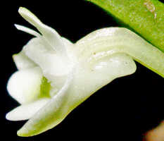 Dendrobium chionanthum: Dendrobium chionanthum Schltr. flower, lateral view somewhat from above, photo Ed de Vogel, Leiden cult., number lost (de Vogel), from Papua New Guinea, without locality