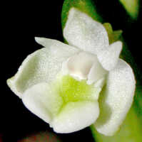 Dendrobium chionanthum: Dendrobium chionanthum Schltr. flower, oblique front view, photo Ed de Vogel, Leiden cult., number lost (de Vogel), from Papua New Guinea, without locality