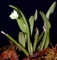 Dendrobium chionanthum: Dendrobium chionanthum Schltr., plant habit, photo Ed de Vogel, Leiden cult., number lost (de Vogel), from Papua New Guinea, without locality