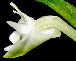 Dendrobium chionanthum: Dendrobium chionanthum Schltr. lateral view, photo Ed de Vogel, Leiden cult., number lost (de Vogel), from Papua New Guinea, without locality