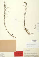 Octarrhena salmonea: Octarrhena salmonea P.Royen, herbarium sheet, Brass 30938 (isotype specimen L)