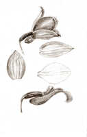 Styloglossum ventilabrum: Styloglossum ventilabrum (Rchb.f.) T.Yukawa & P.J.Cribb, as Calanthe chrysantha Schltr., drawing J.J. Smith, from Janowsky 151