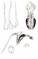 Dendrobium pililobum: Dendrobium pililobum J.J.Sm., drawing J.J. Smith, based on Bogor cult. (Gjellerup) 272