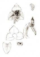 Octarrhena lorentzii: Octarrhena lorentzii J.J.Sm., as Chitonanthera lorentzii (J.J.Sm.) J.J.Sm., floral analysis, drawing J.J. Smith, based on Pulle 971