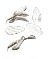 Styloglossum ventilabrum: Styloglossum ventilabrum (Rchb.f.) T.Yukawa & P.J.Cribb, as Calanthe chrysantha Schltr. var. orbicularis J.J.Sm., drawing J.J. Smith, from Mayr 17