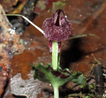 Corybas sagittatus