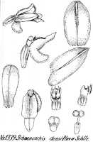 Schoenorchis micrantha: Schoenorchis micrantha Reinw. ex Blume, as Schoenorchis densiflora Schltr., drawing R. Schlechter in Repert. Spec. Nov. Regni Veg. Beih. 21 (1928) t. 347, fig. 1339