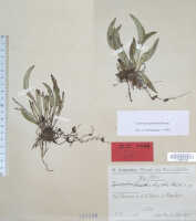 Dendrobium rumphiae: Dendrobium rumphiae Rchb.f.(as Cadetia bigibba Schltr), type specimen: Schlechter 19204 (iso L)