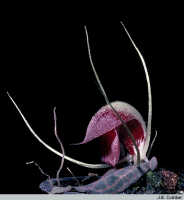 Corybas puberulus: Corybas puberulus (Schltr.) Schltr., flower, photo J. Comber, based on Kew cult. (ex PNG)