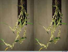 Bulbophyllum colliferum: Bulbophyllum colliferum J.J.Sm., plant habit, photo P. Jongejan, collection Royal Botanic Gardens, Kew, cult. P. Jongejan 1525