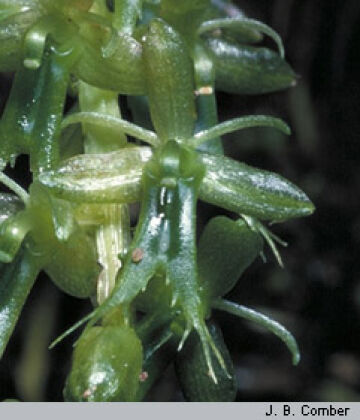 Liparis werneri