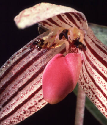 Bulbophyllum bombycinum