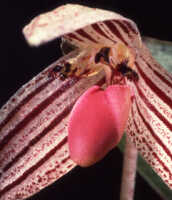 Bulbophyllum bombycinum: Overview picture of Bulbophyllum bombycinum J.J.Verm.