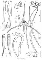 Bulbophyllum cyrtophyllum: Bulbophyllum cyrtophyllum J.J.Verm., Nordic J. Bot. 26 (2008) 137, fig. 5, J.J. Vermeulen, drawing,  based on Jongejan cult. 1310 (holo L), PNG, Madang Prov.