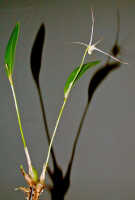 Dendrobium arachnoideum: Dendrobium aratriferum J.J.Sm.,stem with flower, photo Ed de Vogel, based on Leiden cult. 20030873 (National Capital Botanic Gardens Port Moresby s.n.), from Papua New Guinea, locality not known