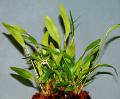Dendrobium arachnoideum: Dendrobium aratriferum J.J.Sm., plant habit, photo Ed de Vogel, based on Leiden cult. 20030873 (National Capital Botanic Gardens Port Moresby s.n.), from Papua New Guinea, locality not known
