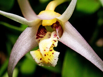 Dendrobium arachnoideum