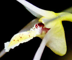 Dendrobium arachnoideum: Dendrobium aratriferum J.J.Sm., flower centre, photo Ed de Vogel, based on Leiden cult. 20030873 (National Capital Botanic Gardens Port Moresby s.n.), from Papua New Guinea, locality not known