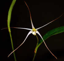 Dendrobium arachnoideum: Dendrobium aratriferum J.J.Sm., flower, front view, photo Ed de Vogel, based on Leiden cult. 20030873 (National Capital Botanic Gardens Port Moresby s.n.), from Papua New Guinea, locality not known