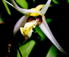 Dendrobium arachnoideum: Dendrobium aratriferum J.J.Sm., flower centre, photo Ed de Vogel, based on Leiden cult. 20030873 (National Capital Botanic Gardens Port Moresby s.n.), from Papua New Guinea, locality not known