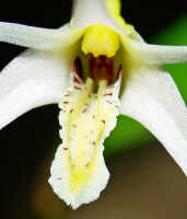 Dendrobium arachnoideum: Dendrobium aratriferum J.J.Sm., flower centre, photo Ed de Vogel, based on Leiden cult. 20030873 (National Capital Botanic Gardens Port Moresby s.n.), from Papua New Guinea, locality not known