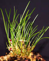 Dendrobium shearmanii: Dendrobium shearmanii Schuit. & de Vogel, plant habit, photo Ed de Vogel, Leiden cult. 20031791 (Harris), from Papua New Guinea, without locality