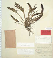 Dendrobium versteegii: Dendrobium versteegii J.J.Sm., as Dendrobium toadjanum J.J.Sm., type specimen: Gjellerup 104 (isosyn L)