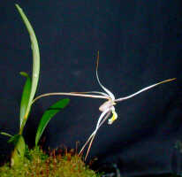 Dendrobium pulvilliferum: Dendrobium pulvilliferum Schltr., plant habit, photo Ed de Vogel, based on Leiden cult. 20031793 (de Vogel & Vogel), from Papua New Guinea, data locality lost