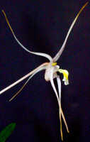 Dendrobium pulvilliferum: Dendrobium pulvilliferum Schltr., flower, lateral view, photo Ed de Vogel, based on Leiden cult. 20031793 (de Vogel & Vogel), from Papua New Guinea, data locality lost