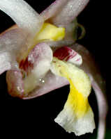 Dendrobium pulvilliferum: Dendrobium pulvilliferum Schltr., centre of flower, lateral view, photo Ed de Vogel, based on Leiden cult. 20031793 (de Vogel & Vogel), from Papua New Guinea, data locality lost
