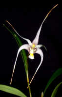 Dendrobium pulvilliferum: Dendrobium pulvilliferum Schltr., flower, front view, photo Ed de Vogel, based on Leiden cult. 20031793 (de Vogel & Vogel), from Papua New Guinea, data locality lost