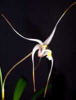 Dendrobium pulvilliferum: Dendrobium pulvilliferum Schltr., flower, oblique front view, photo Ed de Vogel, based on Leiden cult. 20031793 (de Vogel & Vogel), from Papua New Guinea, data locality lost