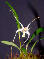Dendrobium pulvilliferum: Dendrobium pulvilliferum Schltr., plant habit, photo Ed de Vogel, based on Leiden cult. 20031793 (de Vogel & Vogel), from Papua New Guinea, data locality lost