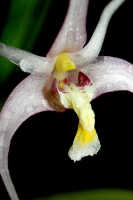 Dendrobium pulvilliferum: Dendrobium pulvilliferum Schltr., centre of flower, oblique front view, photo Ed de Vogel, based on Leiden cult. 20031793 (de Vogel & Vogel), from Papua New Guinea, data locality lost