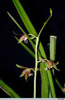 Cymbidium ensifolium subsp. haematodes: Cymbidium ensifolium (L.) Sw. subsp. haematodes (Lindl.) Du Puy & P.J.Cribb ex Govaerts, inflorescence, photo E.F. de Vogel, from Leiden cult. 2003066