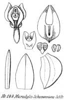 Crepidium schumannianum: Crepidium schumannianum (Schltr.) Szlach. (as Microstylis schumanniana Schltr.), drawing R. Schlechter in Repert. Spec. Nov. Regni Veg. Beih. 21 (1923) t. 43, fig. 149