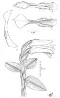 Odontochilus coerulescens: Odontochilus coerulescens (Schltr.) Yukawa (as P. montana (Schltr.) Cretz. & J.J.Sm.), drawing by Neville Howcroft, based on W. Takeuchi & J. Waikabu 9394  in Sida 20 (2002) 475, fig. 10.