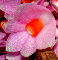 Dendrobium pseudoglomeratum: Dendrobium pseudoglomeratum T.M.Reeve & J.J.Wood, flower, view from below, photo Ed de Vogel, Leiden cult. 20030754 (de Vogel & Vogel), from Papua New Guinea, Central Prov.