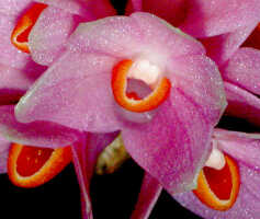 Dendrobium pseudoglomeratum: Dendrobium pseudoglomeratum T.M.Reeve & J.J.Wood, flower, front view, photo Ed de Vogel, Leiden cult. 20030754 (de Vogel & Vogel), from Papua New Guinea, Central Prov.