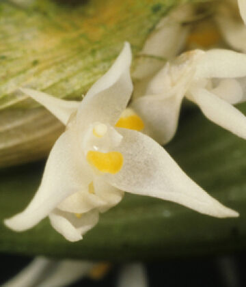 Bulbophyllum colliferum