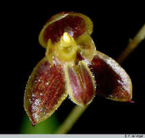 Bulbophyllum orbiculare: Bulbophyllum orbiculare J.J.Sm., flower, oblique front view, photo E.F. de Vogel, Leiden cult. 20030259