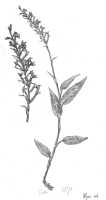 Goodyera gibbsiae: Goodyera gibbsiae J.J.Sm., as Goodyera arfakensis J.J.Sm., habit, drawing Iljas, from Gibbs 5571