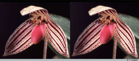 Bulbophyllum bombycinum: Bulbophyllum bombycinum J.J.Verm., flower, obliqe front view, photo P. Jongejan, collection Royal Botanic Gardens, Kew, cult. P. Jongejan 1145, (holotype)