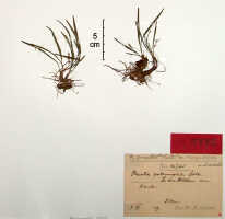 Phreatia constricta: Phreatia potamophila Schltr., herbarium sheet, Schlechter 16765 (isotype specimen BO)