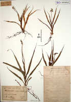 Crepidium carinatifolium: Crepidium carinatifolium (J.J.Sm.) Szlach. (as Microstylis carinatifolia J.J.Sm.), herbarium sheet, Gjellerup 969 (holotype specimen BO)