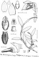 Bulbophyllum dawongense: Bulbophyllum dawongense J.J.Sm.,  J.J. Vermeulen, drawing, plant habit and flower analysis, based on Jongejan 1123 (L)
