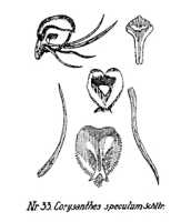 Corybas speculum: overview picture
